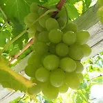 Miltiadis Ambelas