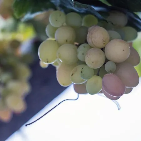 Miltiadis 公寓式酒店