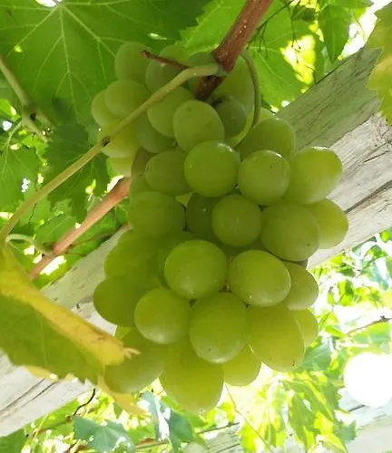 Miltiadis Αμπελάς